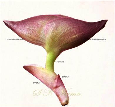  Involucre